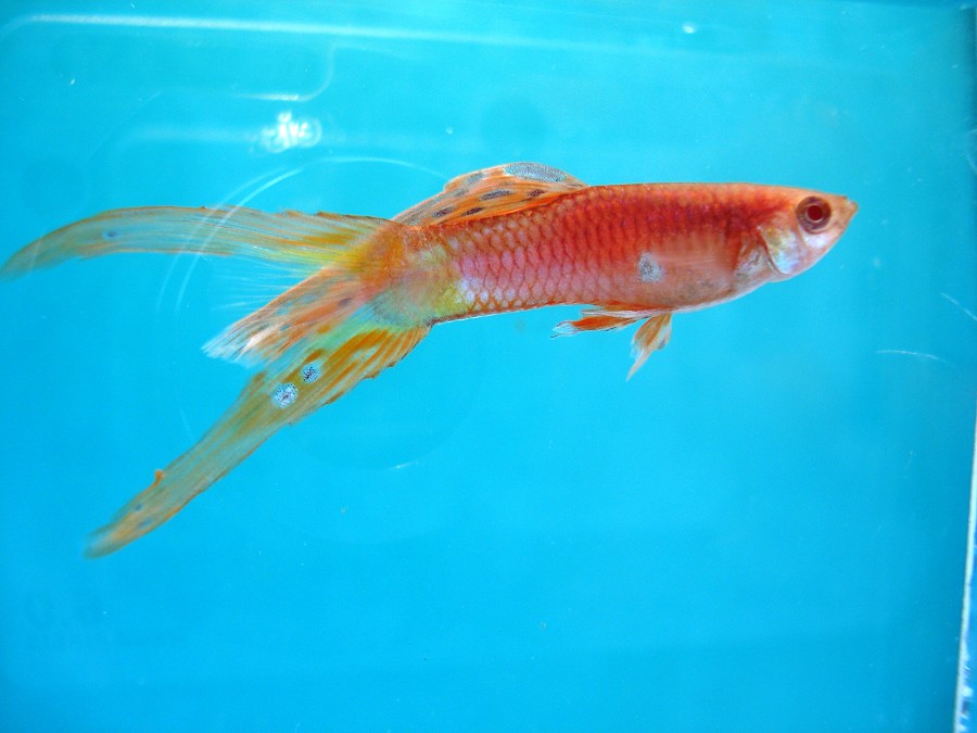 split tail yellow and red guppy